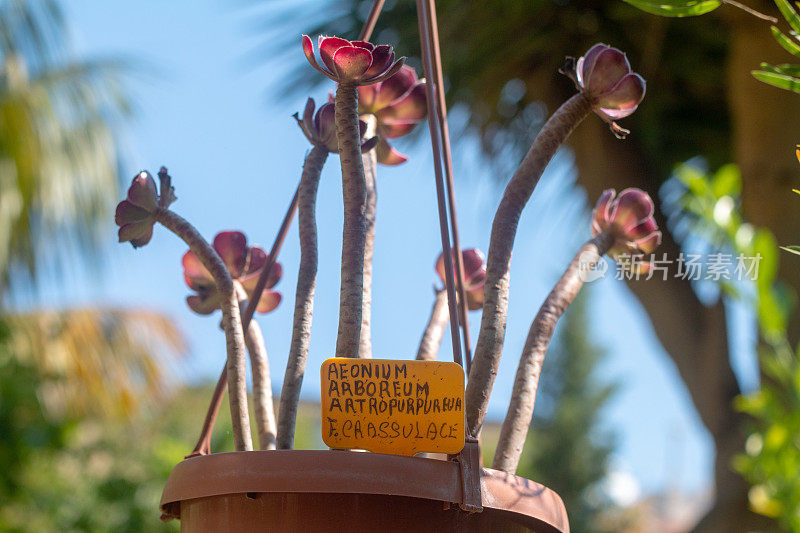 西西里岛陶尔米纳的Aeonium Arboreum